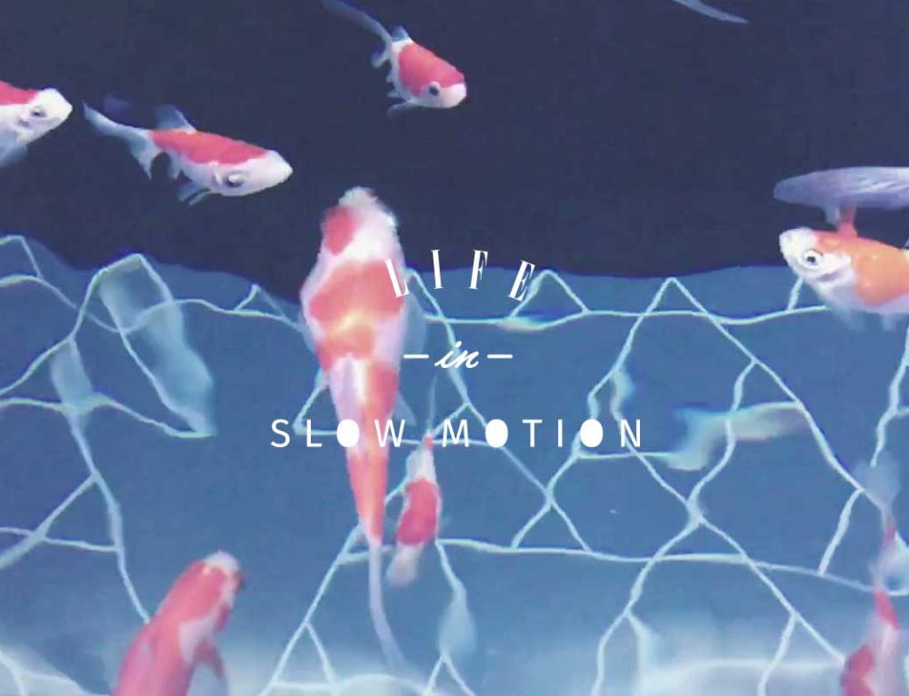 観葉植物のお手入れ方法 - 観葉植物の置き場所